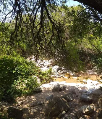 a stream with rocks and trees in a forest at Cabaña Providencia in Cortaderas