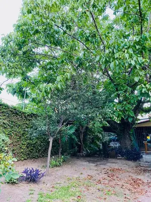a small tree in a yard next to a hedge at La Casita de la Villa in Villa Carlos Paz
